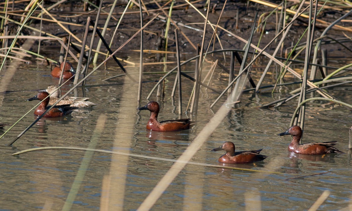 Cinnamon Teal - ML88775451