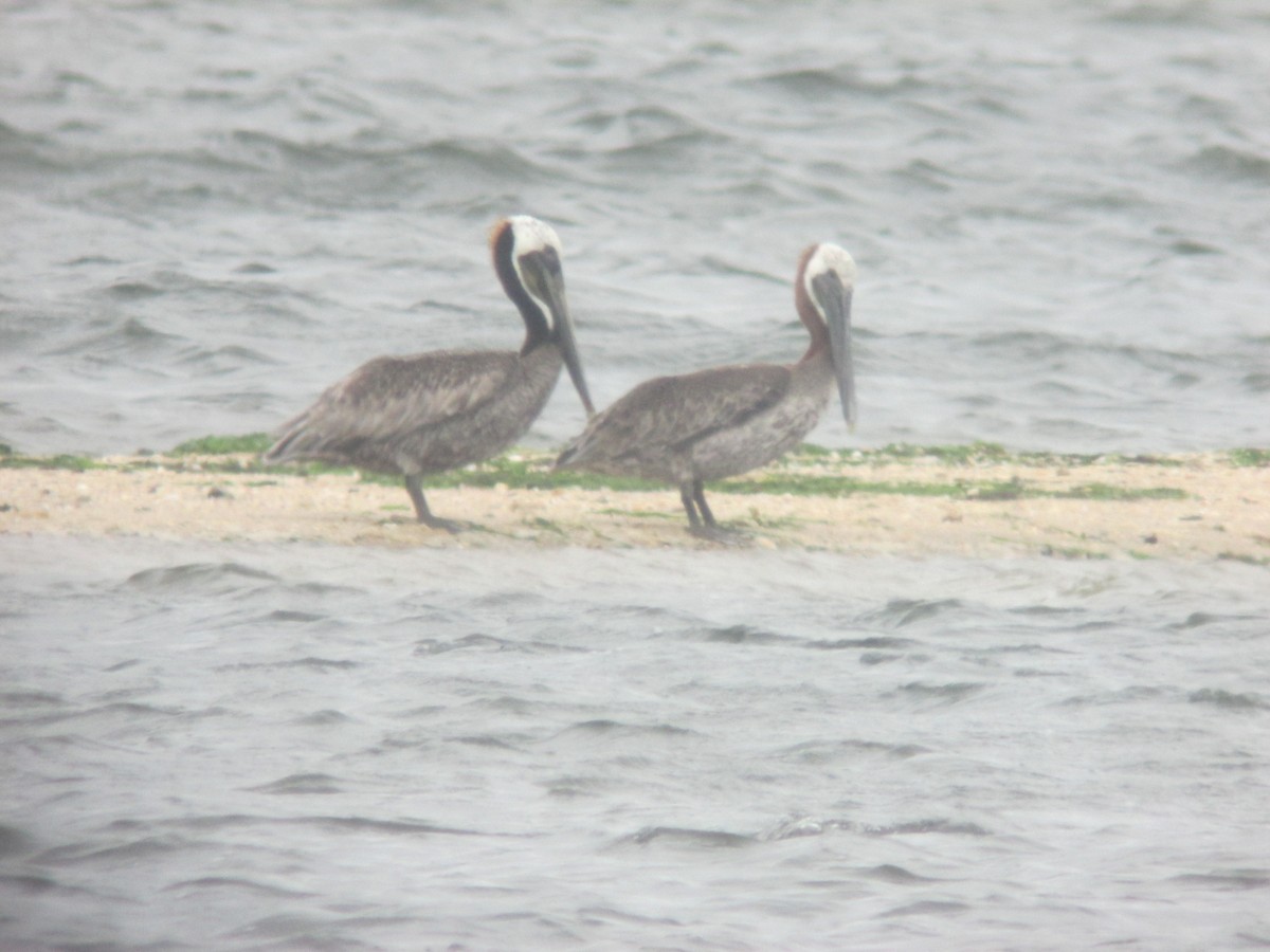 Brown Pelican - ML88777381