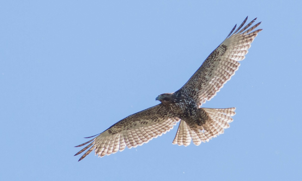 Red-tailed Hawk (calurus/alascensis) - ML88777471