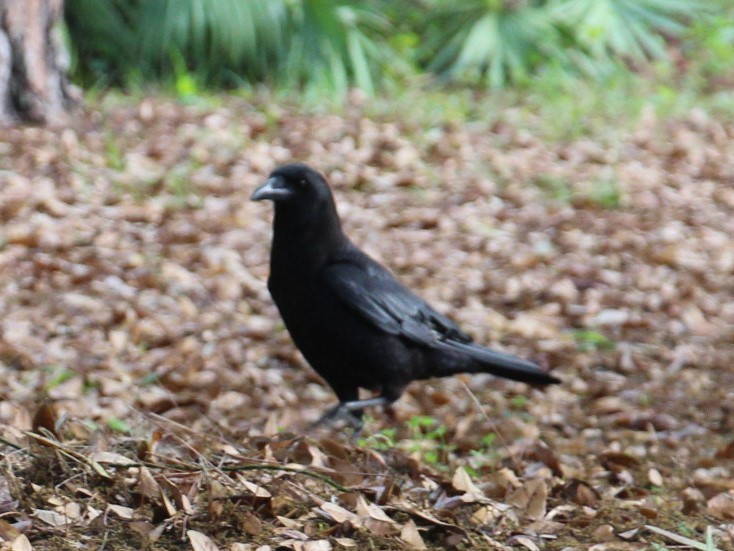 American Crow - ML88778781
