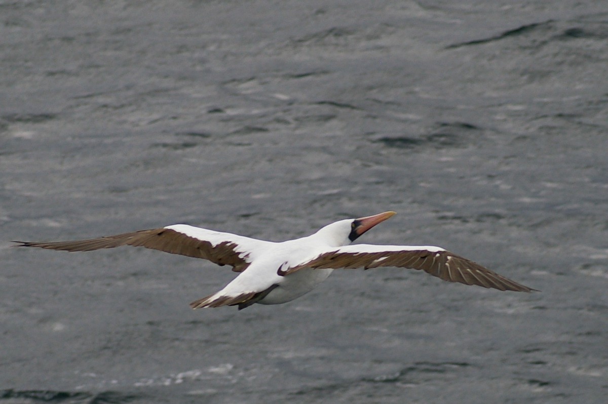 Nazca Booby - ML88778941