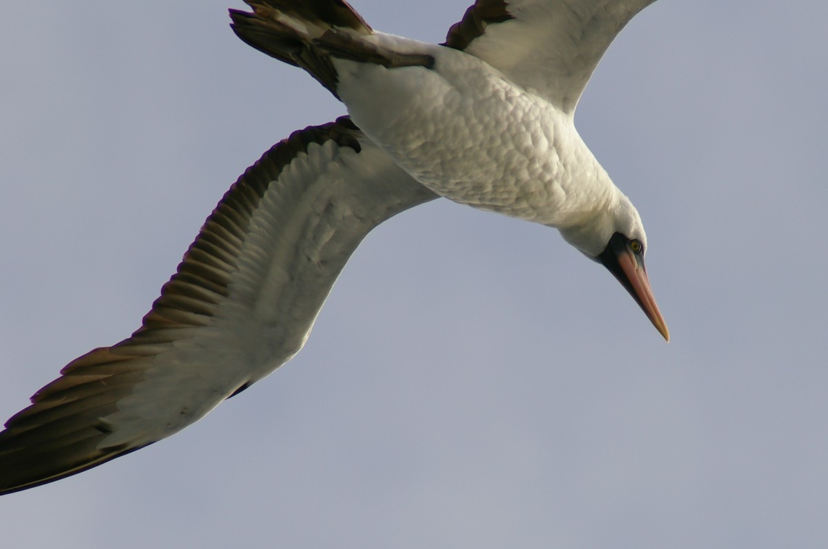 Nazca Booby - ML88778961