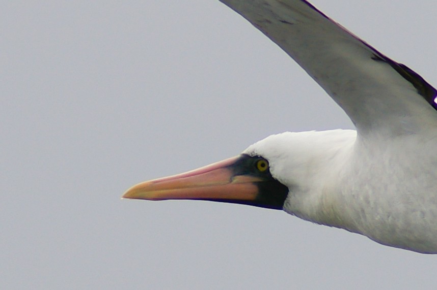 Nazca Booby - Alaska Checklist Committee Data