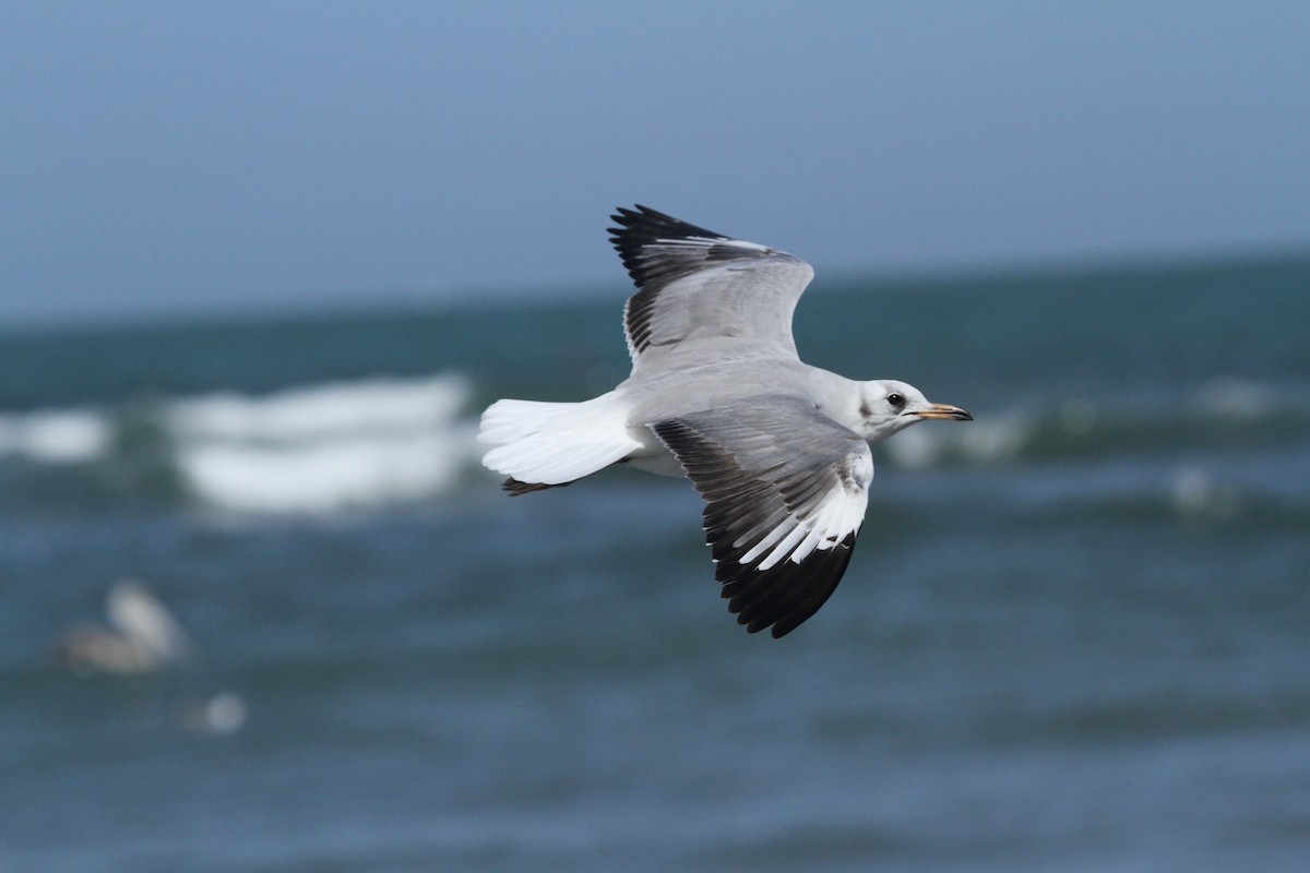 Gray-hooded Gull - Peter Carr