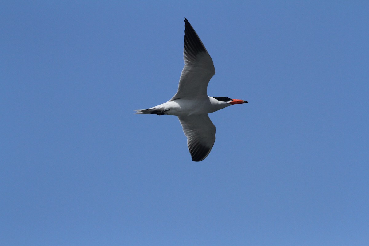 Caspian Tern - ML88779321