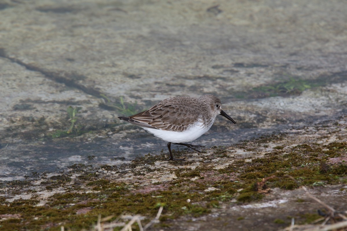 Dunlin - Chris Lamsdell