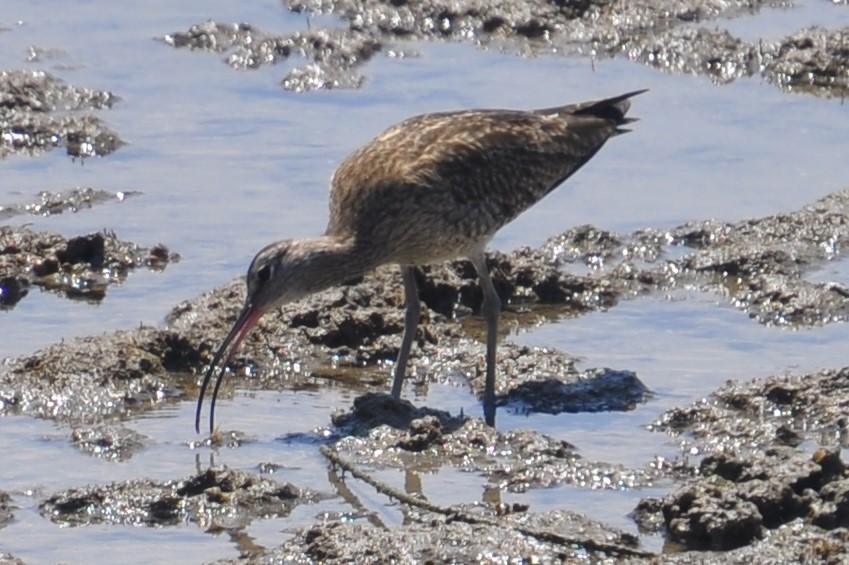 Zarapito Trinador Euroasiático - ML88781351