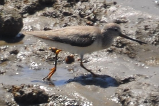 Andarríos del Terek - ML88781741