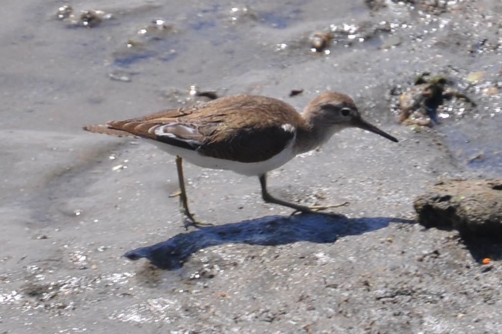 Andarríos Chico - ML88781941