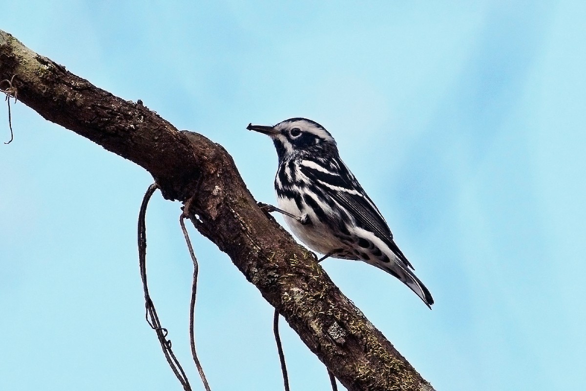 Black-and-white Warbler - ML88782091