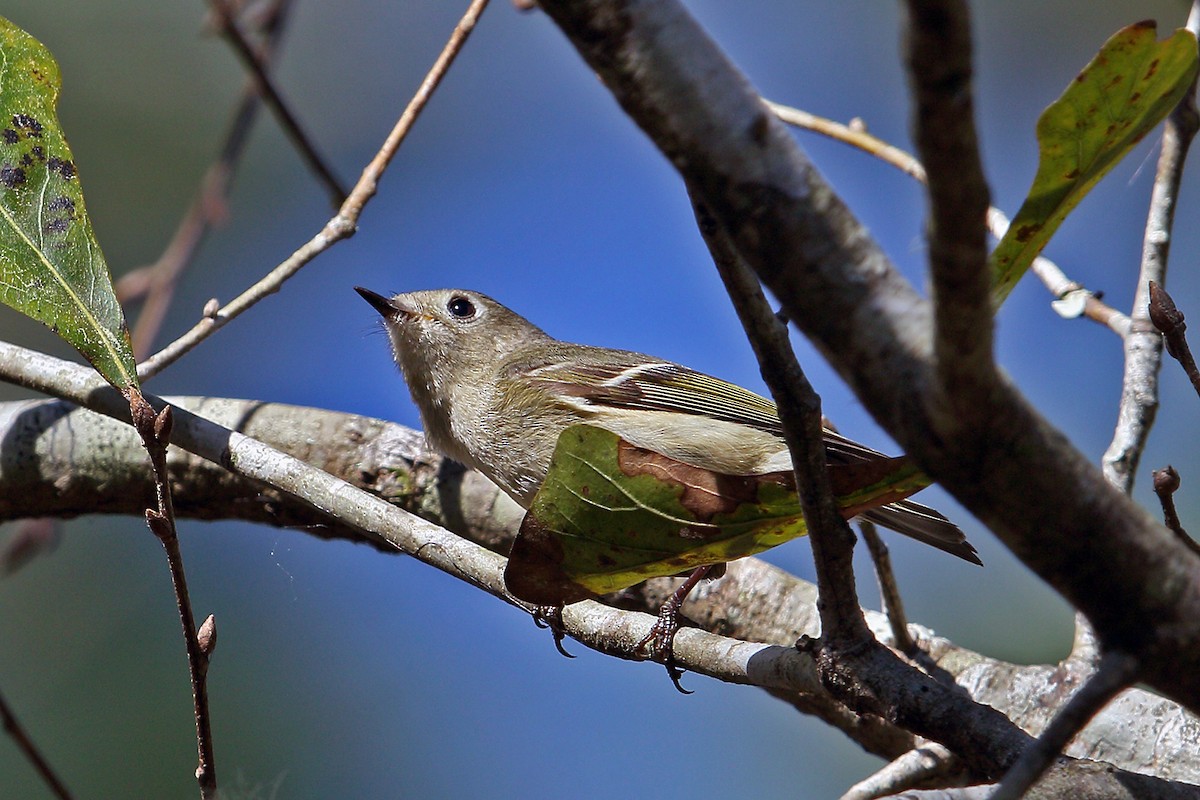 Ruby-crowned Kinglet - ML88782101