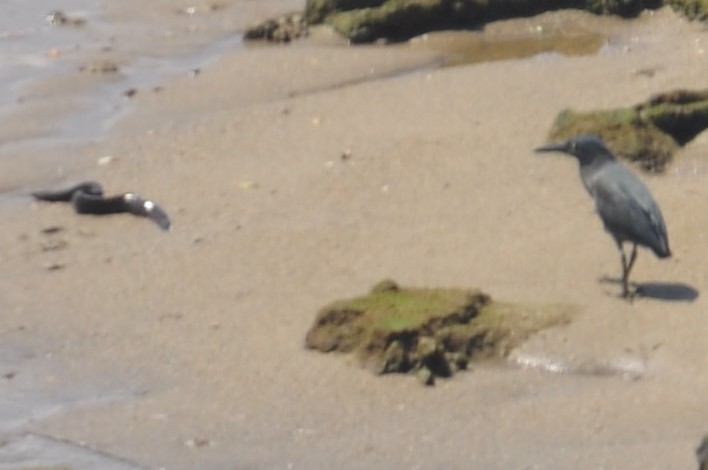 Garcilla Menor - ML88782271