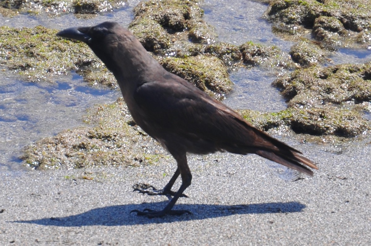 Cuervo Indio - ML88782671