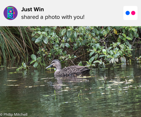 Pacific Black Duck - ML88782861