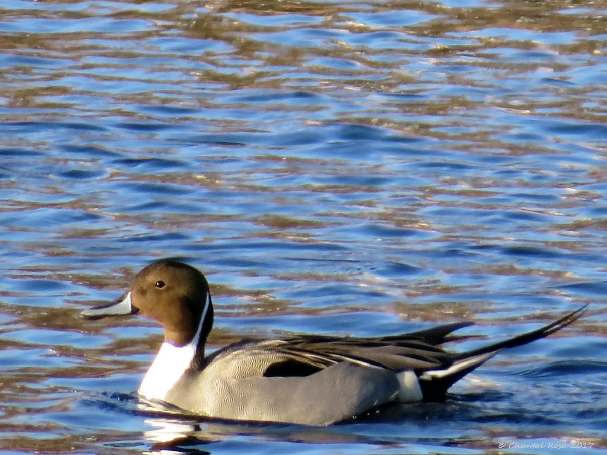 Northern Pintail - ML88783141