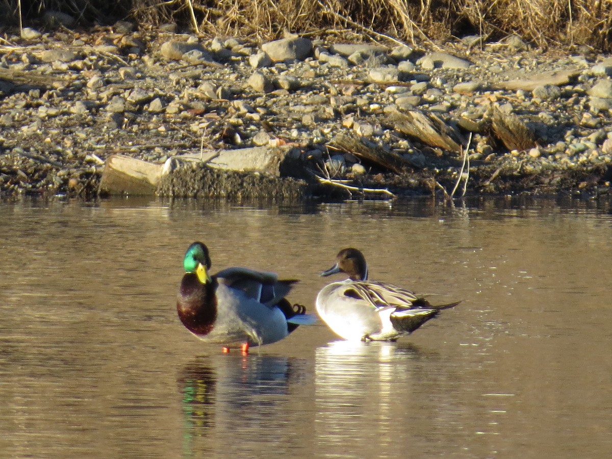 Northern Pintail - ML88783171