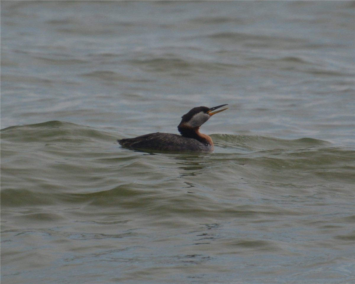 Red-necked Grebe - ML88784821