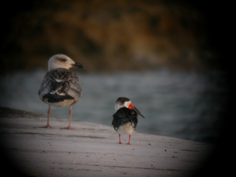 Black Skimmer - ML88785301