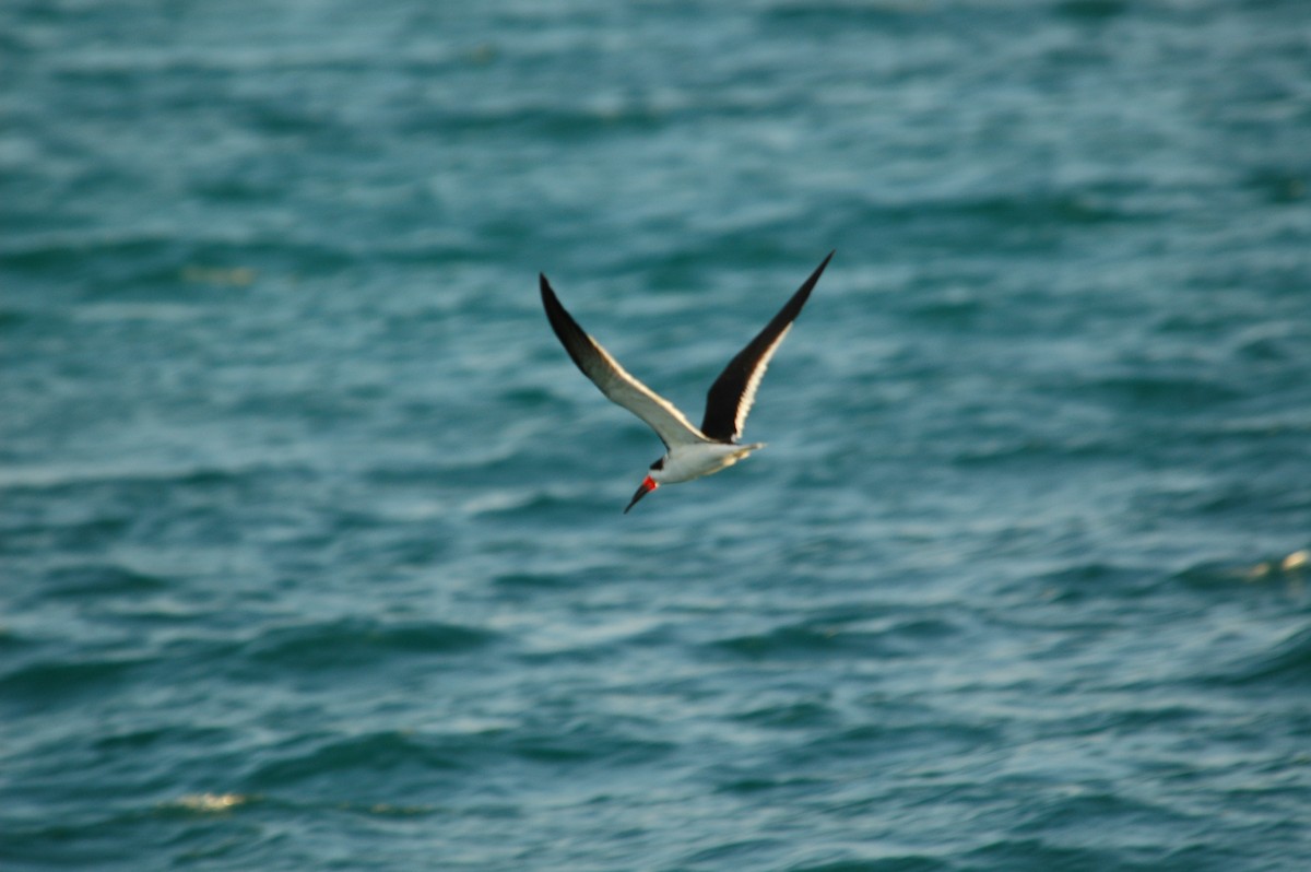 Black Skimmer - ML88785341