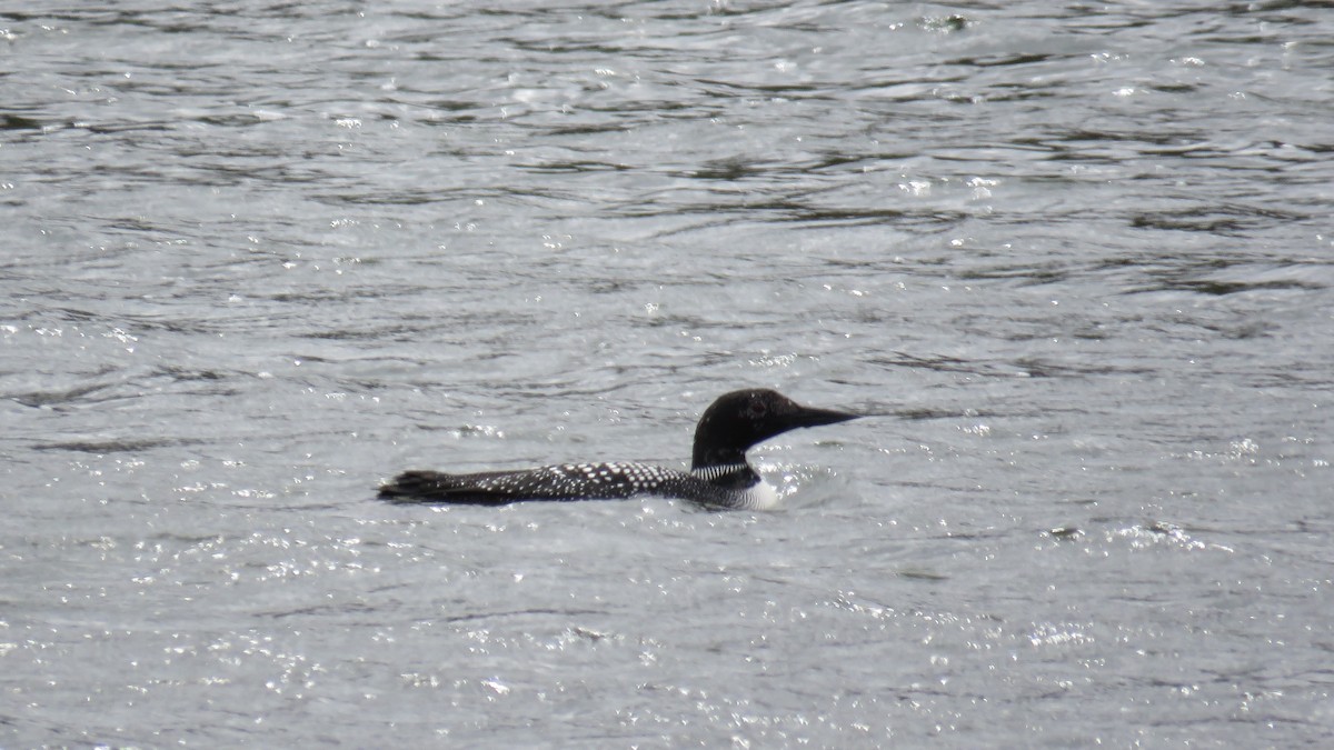 Common Loon - Logan Harlan