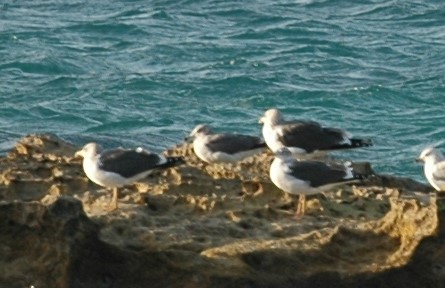 Black-tailed Gull - ML88790521