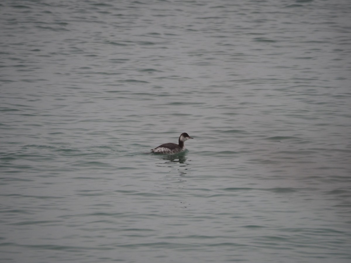 horndykker - ML88790771