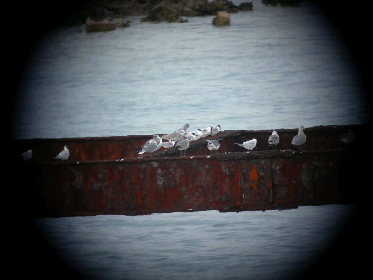 Franklin's Gull - ML88791401