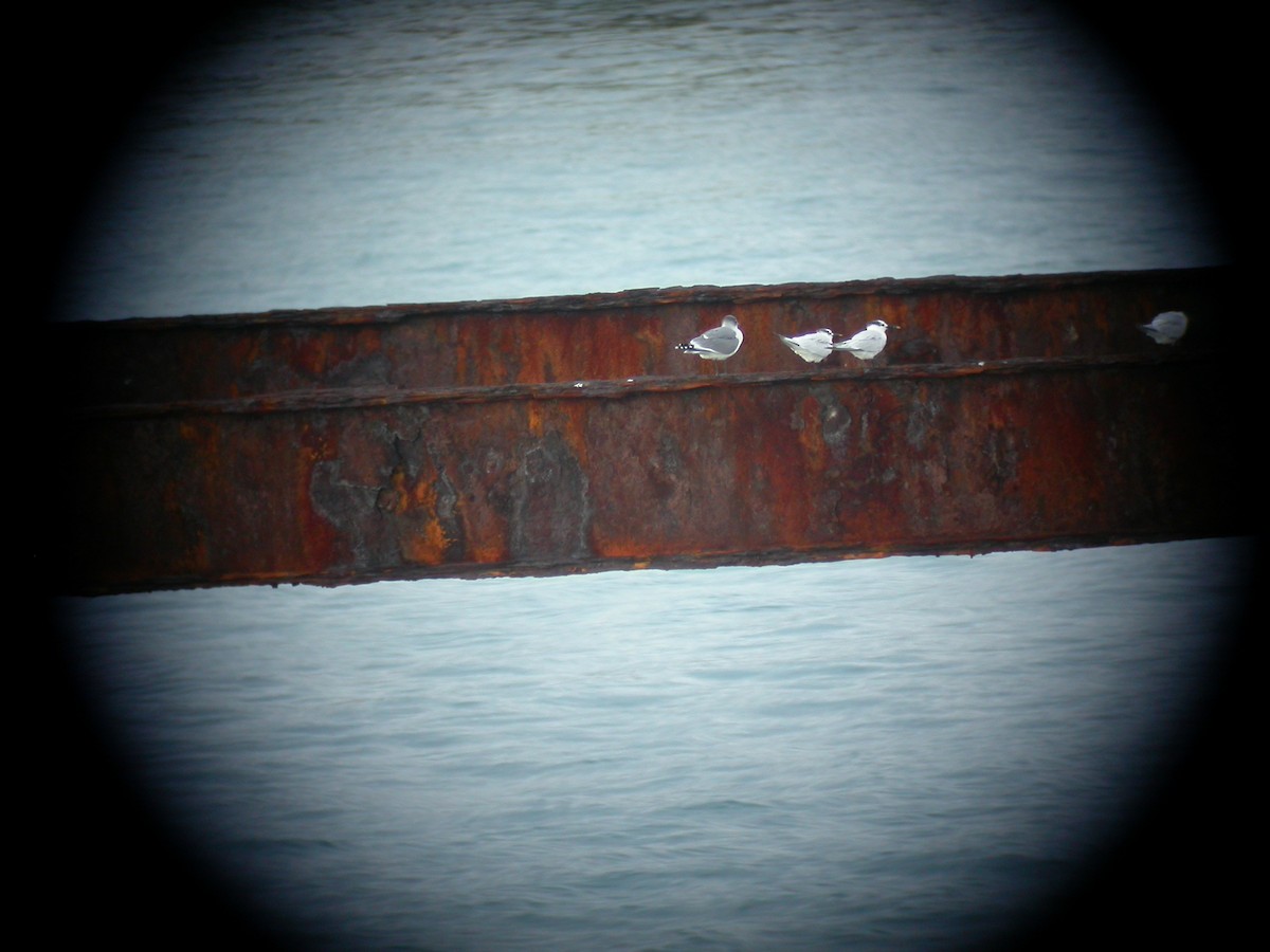 Franklin's Gull - ML88791411