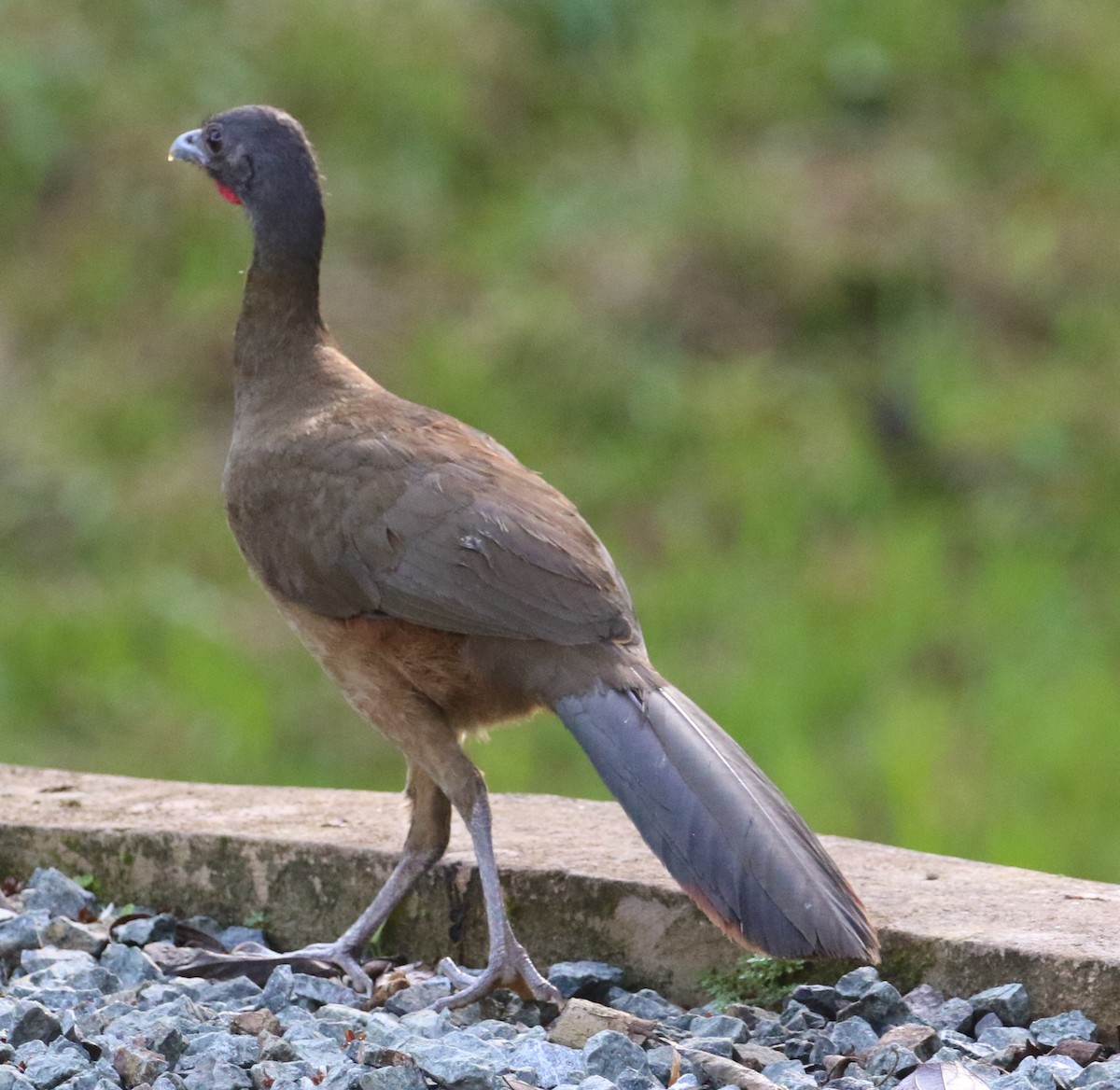 Rufous-vented Chachalaca - Robert Bochenek