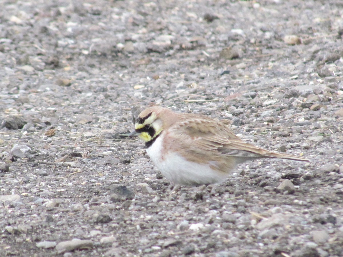 Horned Lark - Susan Carpenter