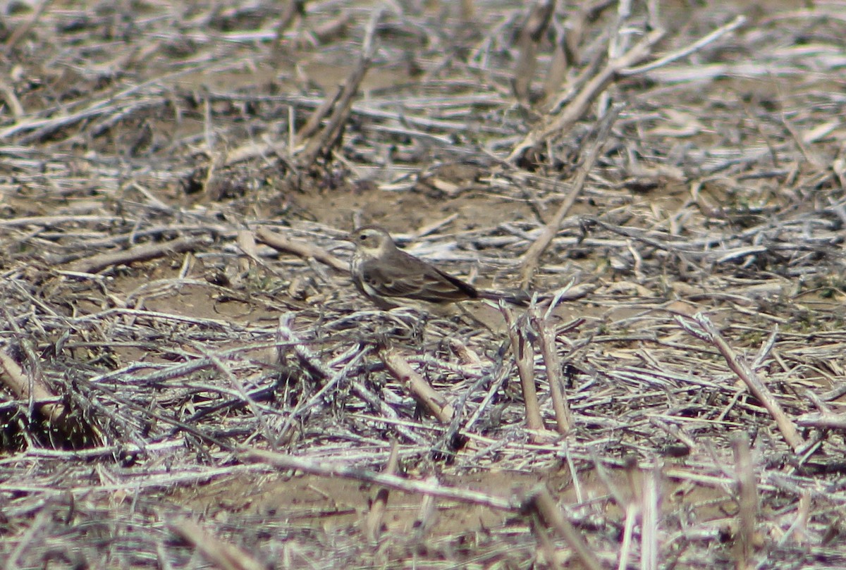 American Pipit - ML88793421