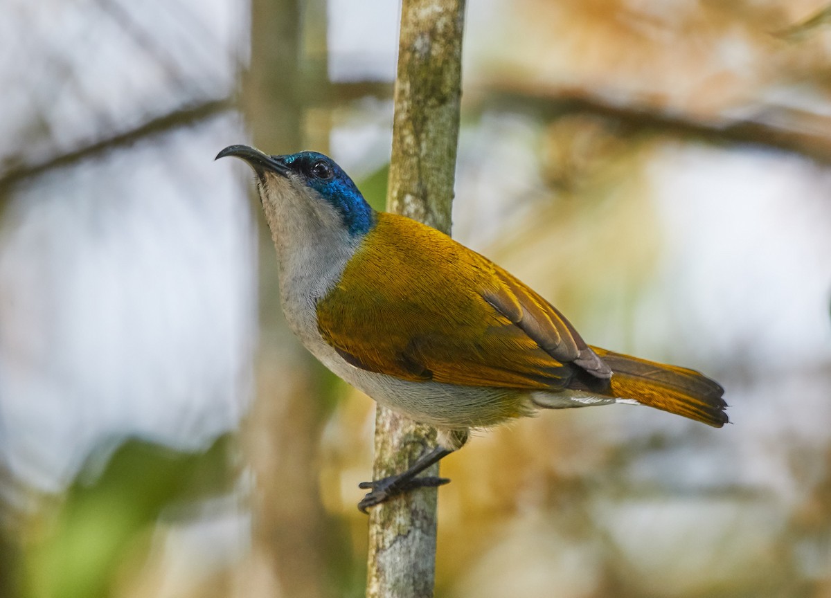 Green-headed Sunbird - ML88794061