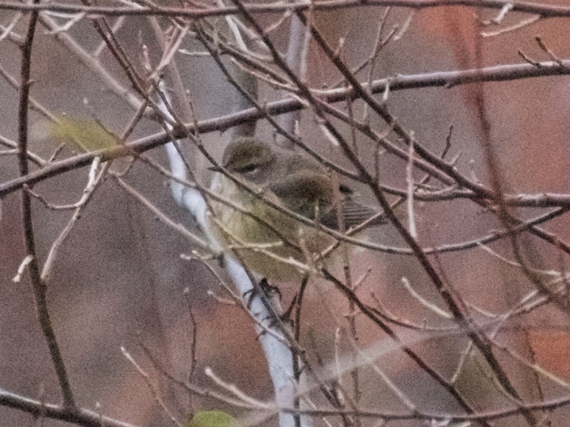 Palm Warbler (Western) - ML88794971