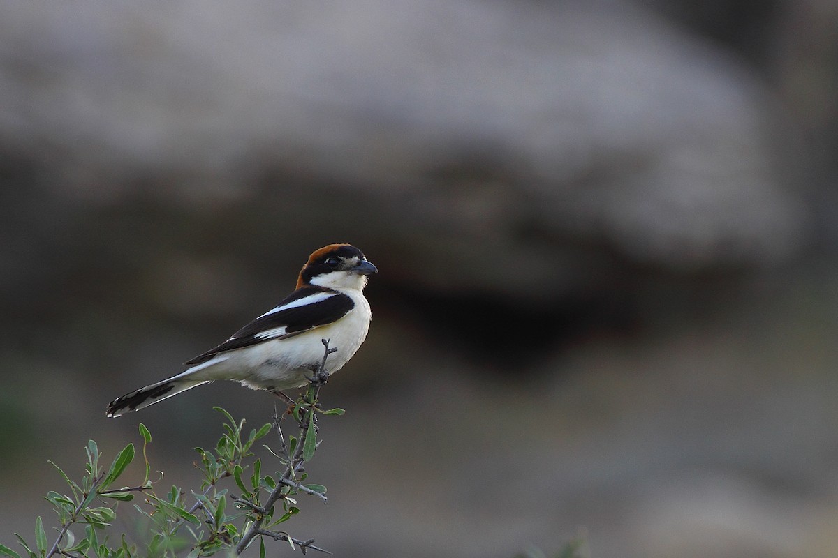 Woodchat Shrike - ML88795521