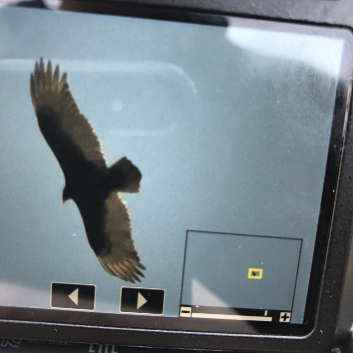 Turkey Vulture - ML88797231