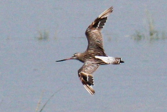 Bar-tailed Godwit - ML88797861