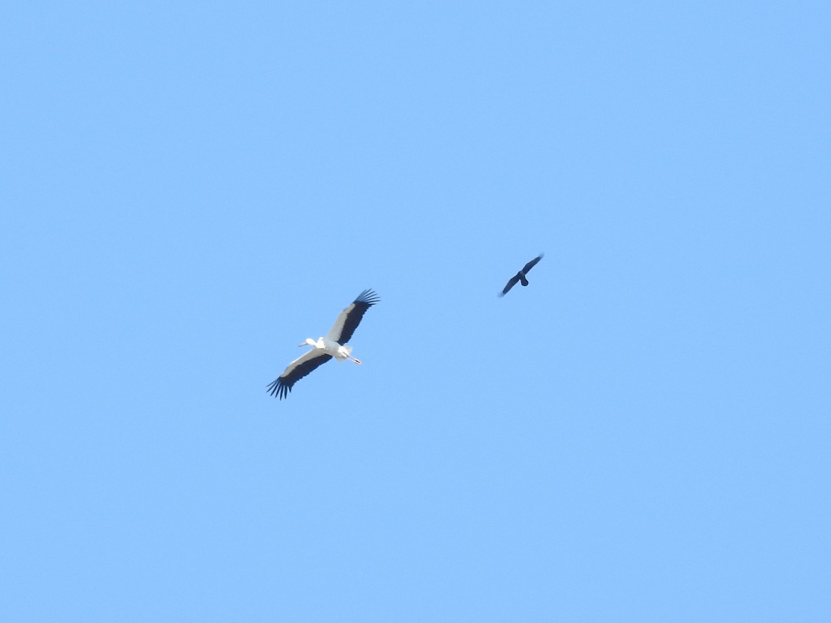 Cigogne orientale - ML88798731