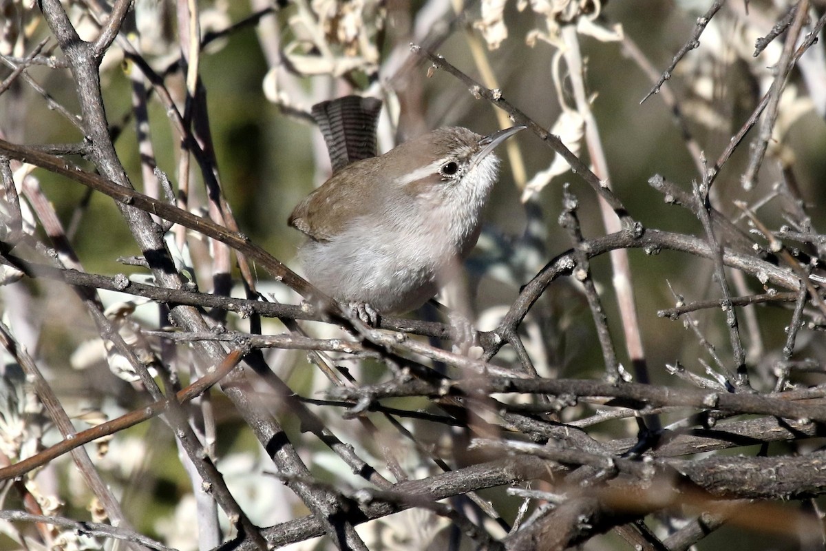 Bewick's Wren - ML88799681