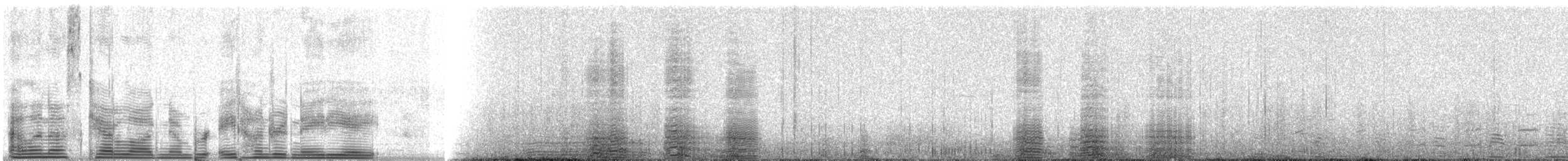 King Penguin - ML888