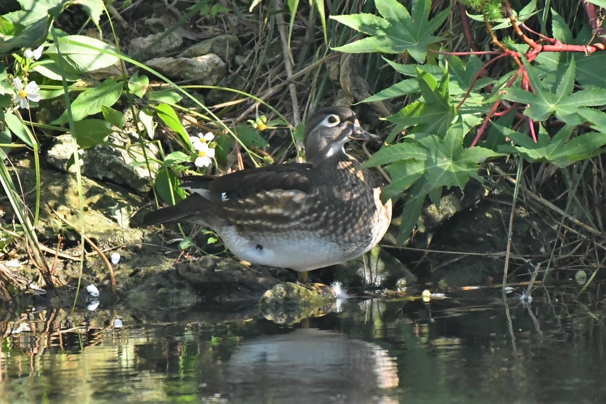 Canard branchu - ML88800941