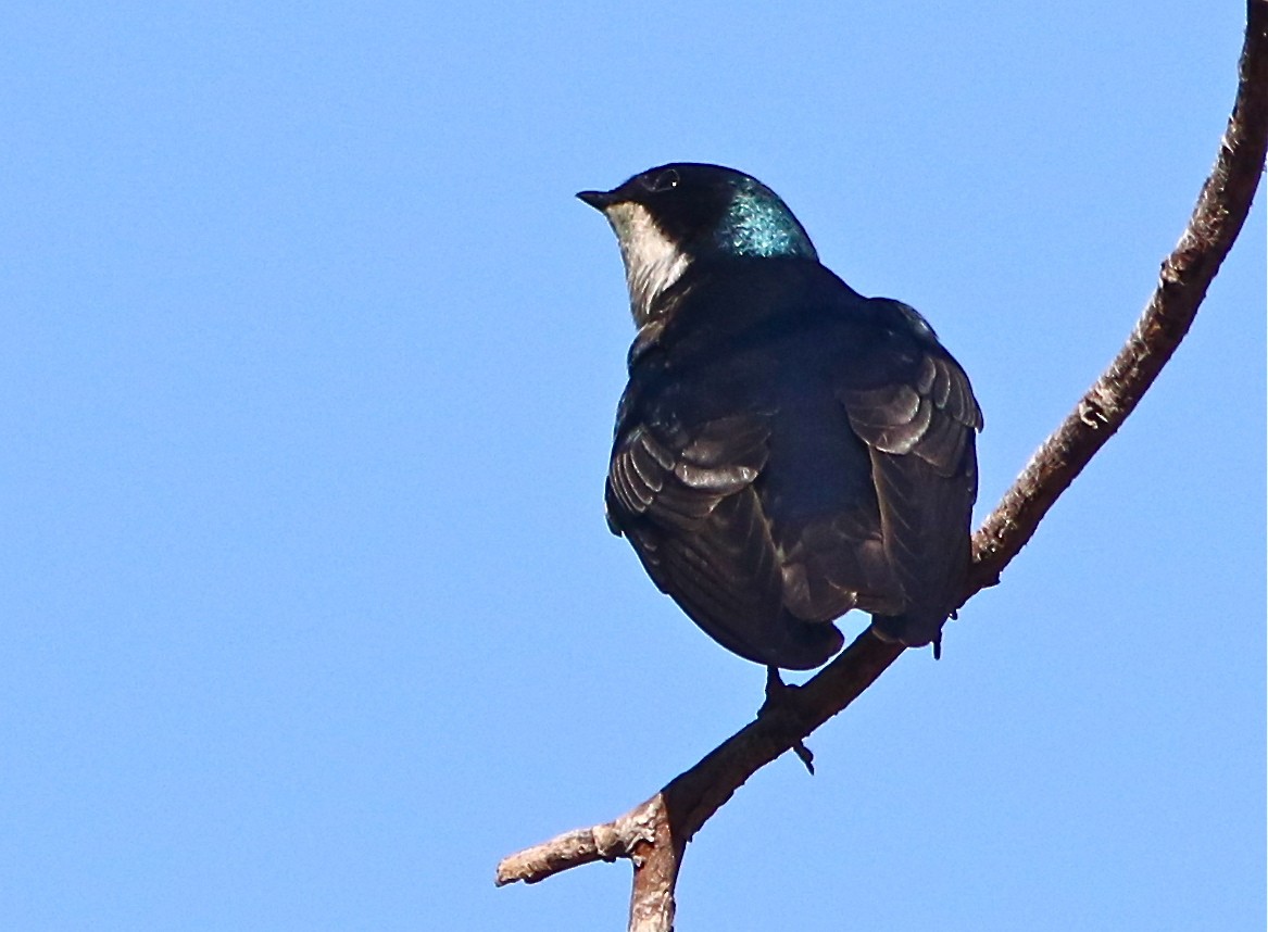 Tree Swallow - ML88800961