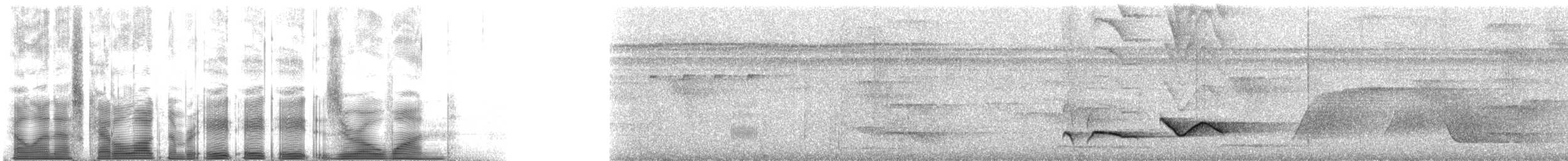 Зернолуск білогорлий - ML88801