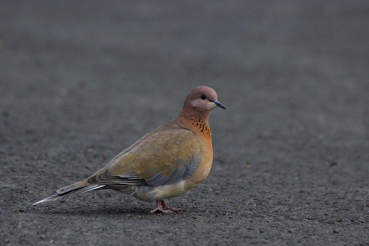 Tórtola Senegalesa - ML88801501