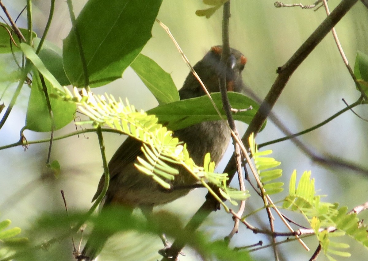 Greater Antillean Bullfinch - ML88802751