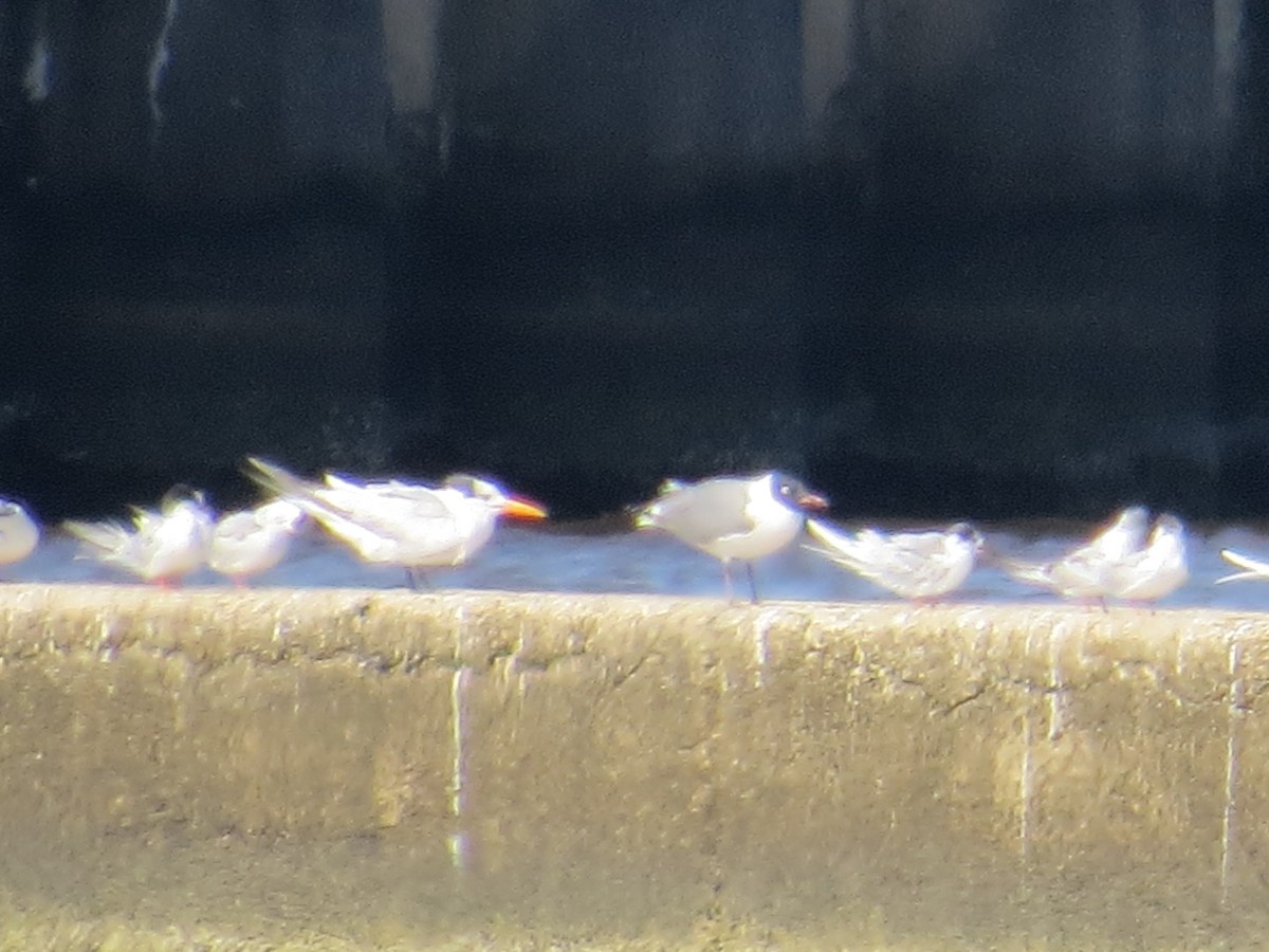 Royal Tern - ML88802771