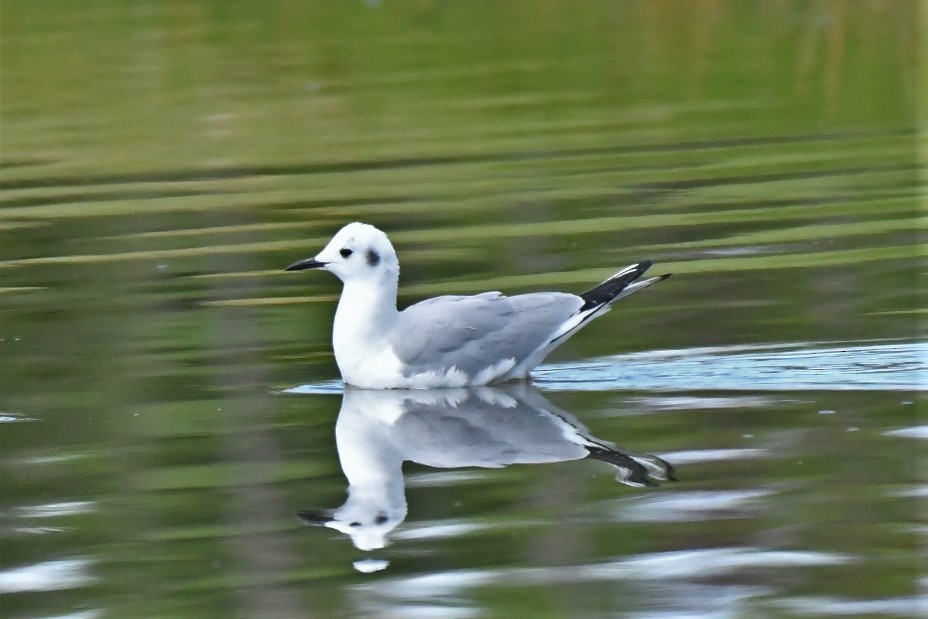 Bonaparte's Gull - ML88803421