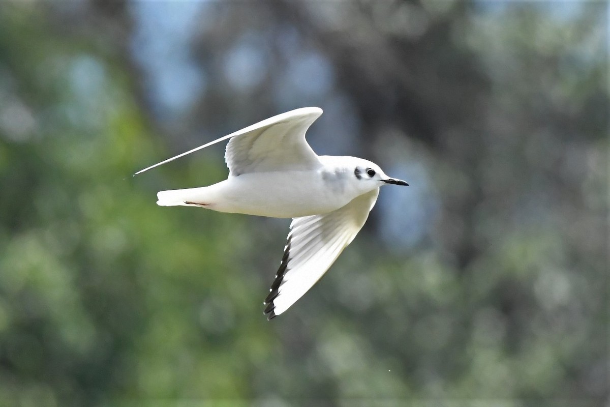 Bonaparte's Gull - ML88803471