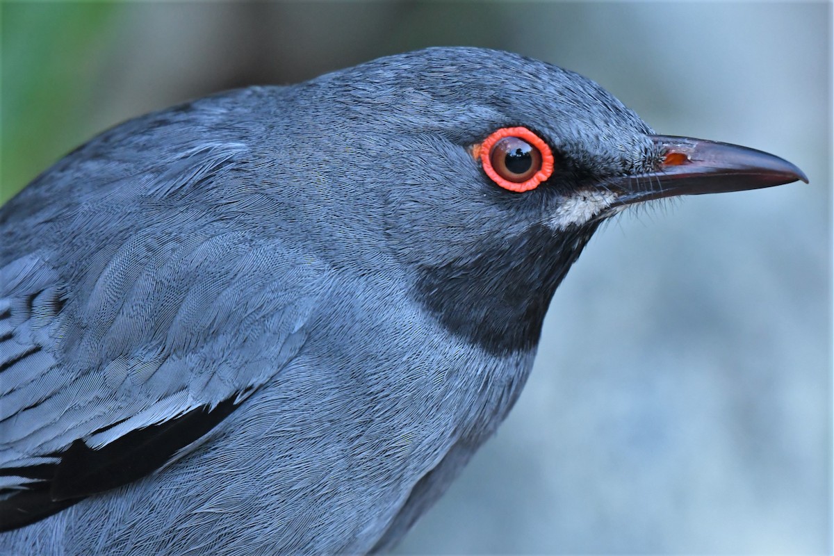 Red-legged Thrush - Christopher Johnson