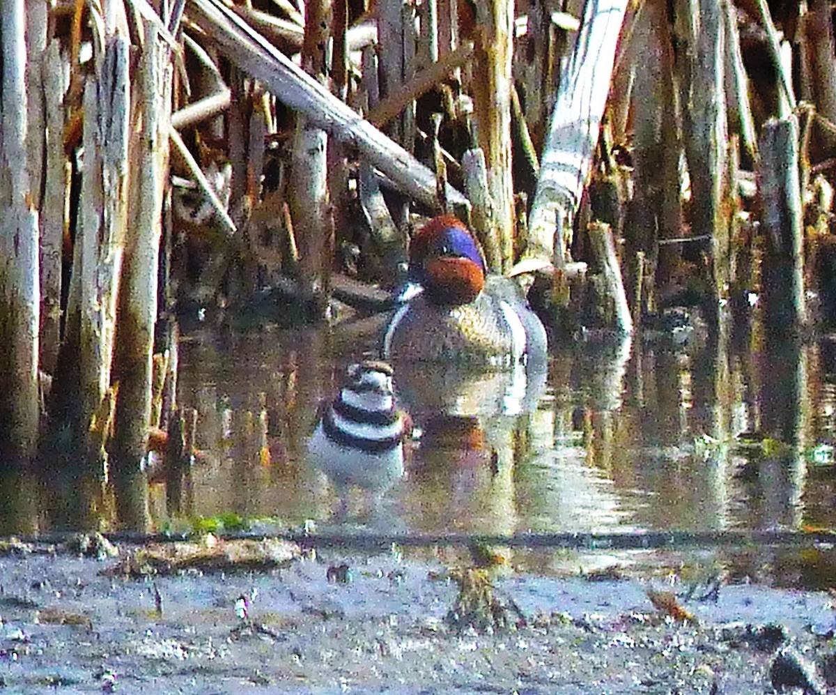 Killdeer - ML88804561