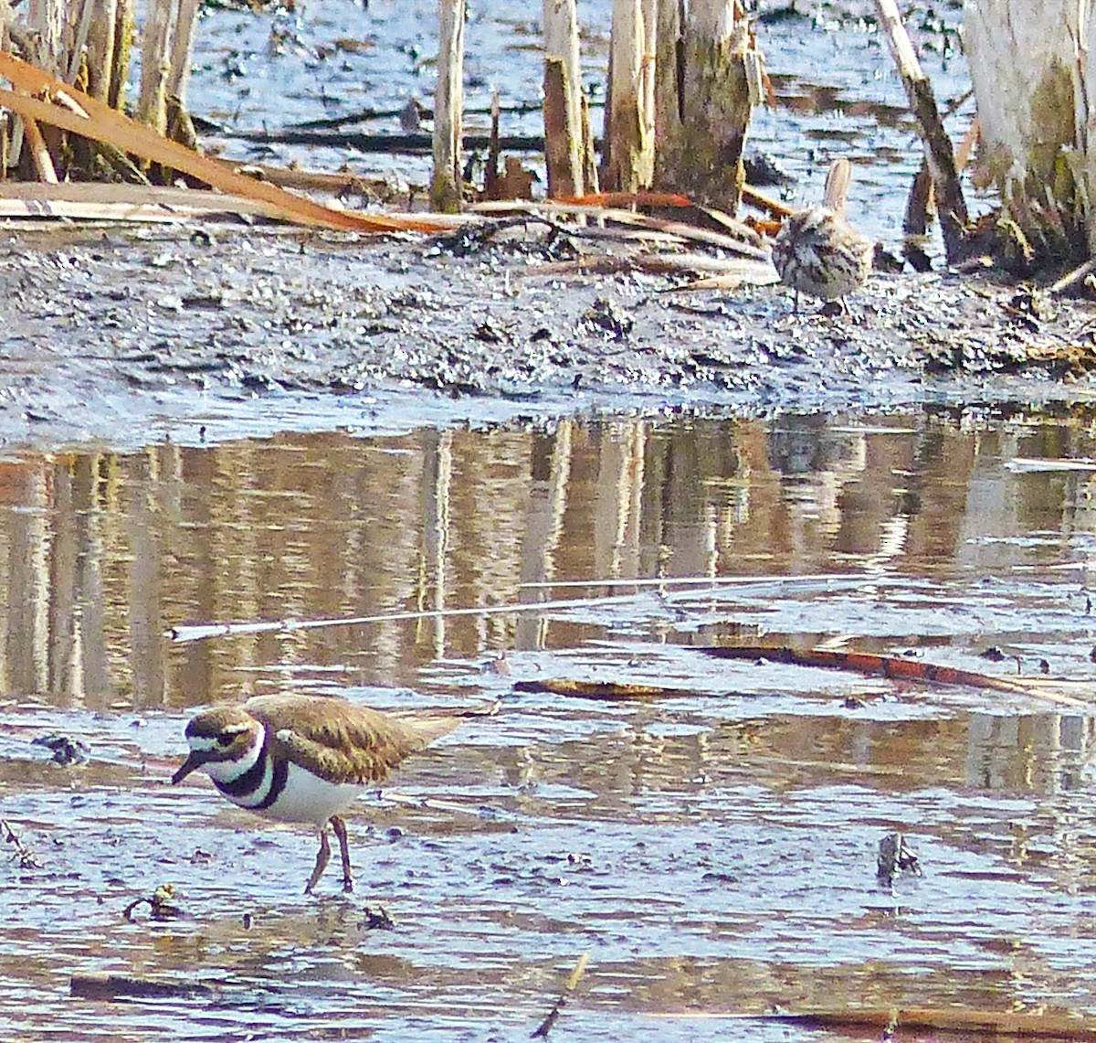 Killdeer - ML88804671